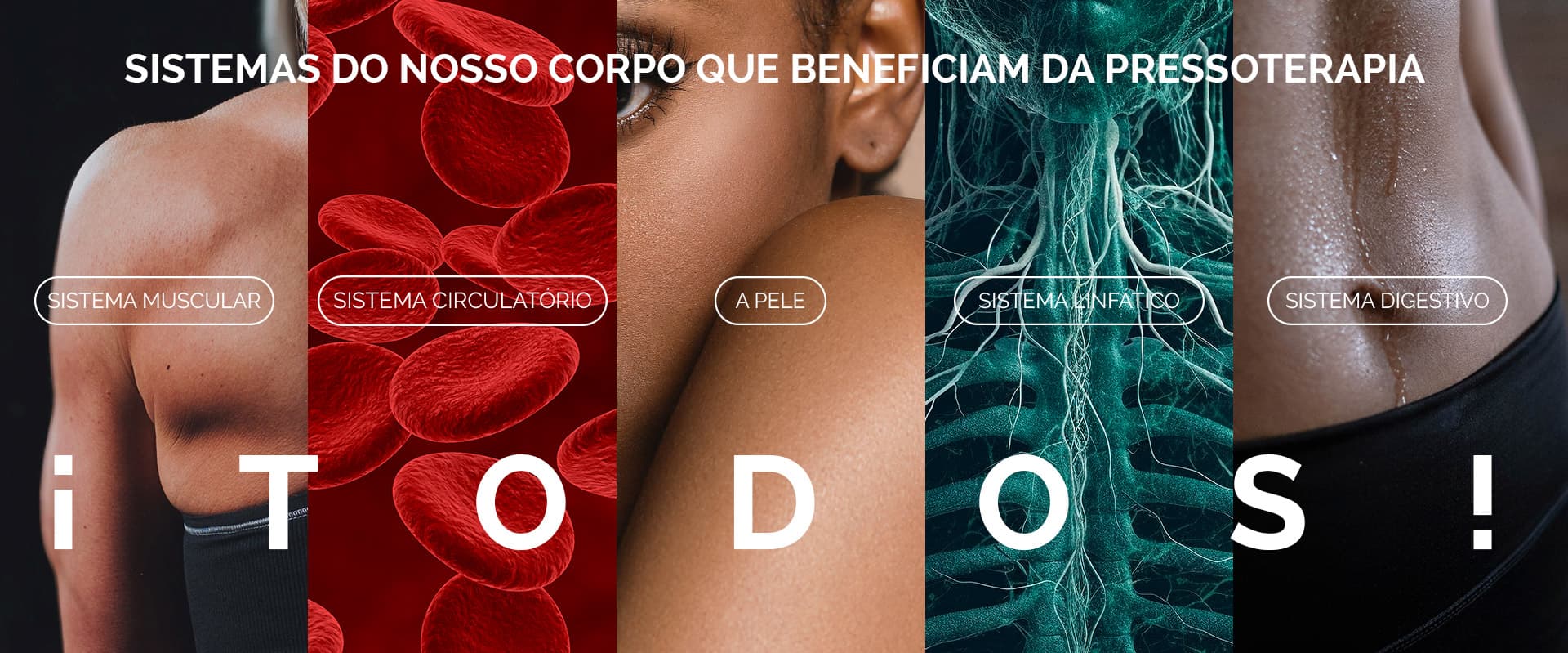Sistemas do Corpo